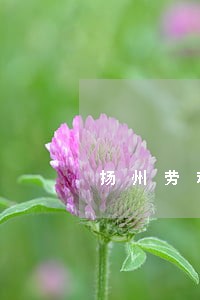 扬州劳动案件再审律师价格 扬州劳动案件再审律师价格