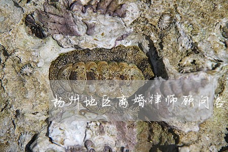 扬州地区离婚律师顾问咨询 扬州地区离婚律师顾问咨询