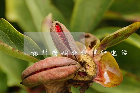 扬州婚姻纠纷律师电话 扬州婚姻纠纷律师电话
