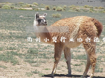 扬州小贷行业协会法律顾问 扬州小贷行业协会法律顾问