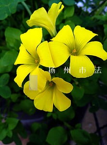 扬州市法院强迫交易案