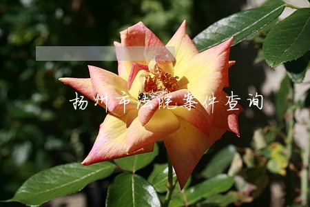 扬州市法院案件查询