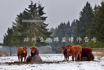 扬州当地探监律师咨询