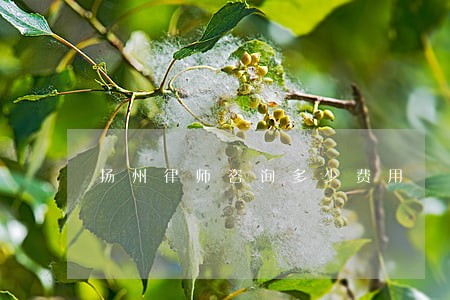 扬州律师咨询多少费用 扬州律师咨询多少费用