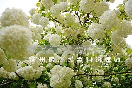 扬州房产买卖纠纷律师 扬州房产买卖纠纷律师