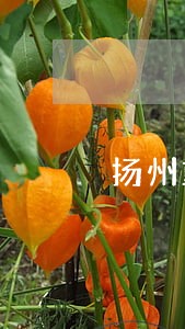 扬州重婚财产纠纷律师 扬州重婚财产纠纷律师