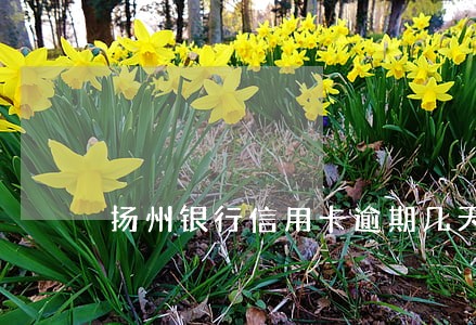 扬州银行信用卡逾期几天上征信
