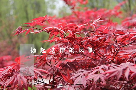 扬起法律的风帆