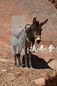 扶养费官司会牵扯信用卡逾期吗 扶养费官司会牵扯信用卡逾期吗