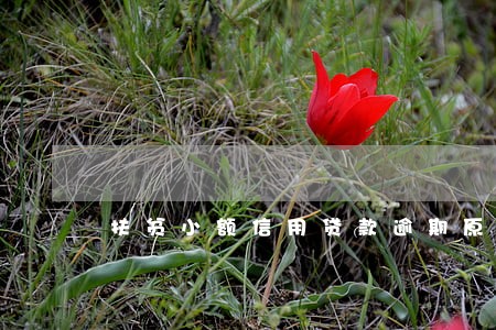 扶贫小额信用贷款逾期原因 扶贫小额信用贷款逾期原因