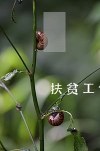 扶贫工作计划