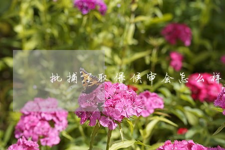 批捕了取保候审会怎么样 批捕了取保候审会怎么样