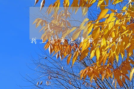 找上海市法律顾问律师 找上海市法律顾问律师