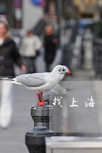 找上海松江区工商查询律师咨询 找上海松江区工商查询律师咨询