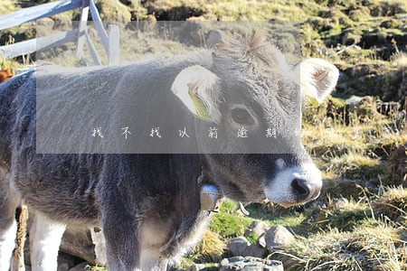 找不找以前逾期的网贷怎么办 找不找以前逾期的网贷怎么办