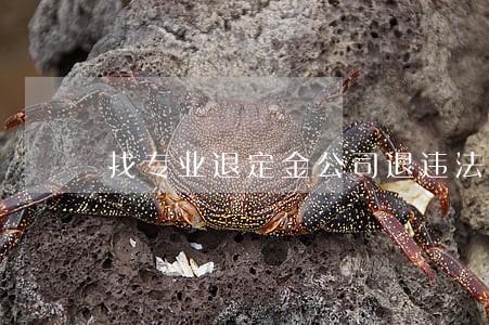 找专业退定金公司退违法吗