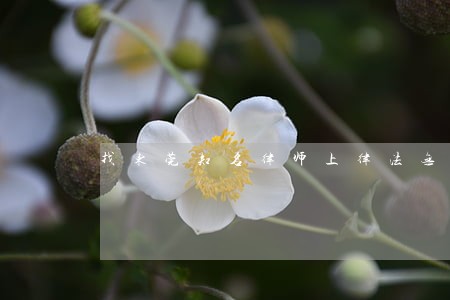 找东莞知名律师上律法无忧