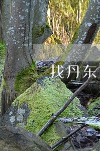 找丹东市律师 找丹东市律师