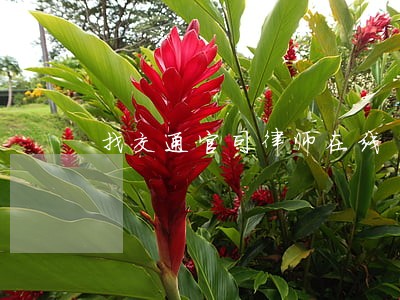 找交通官司律师在线 找交通官司律师在线