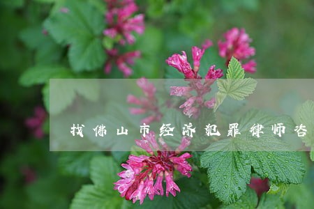 找佛山市经济犯罪律师咨询