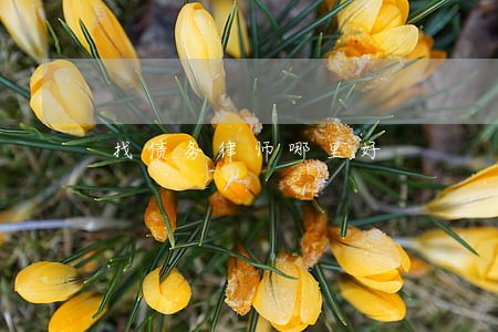 找债务律师哪里好 找债务律师哪里好