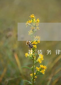 找债务律师要多少钱