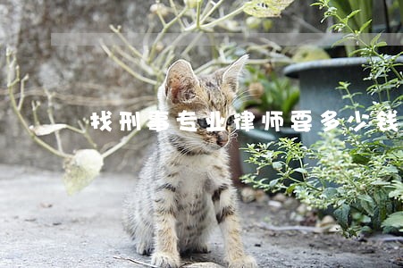 找刑事专业律师要多少钱 找刑事专业律师要多少钱