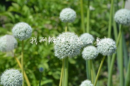 找刑辩律师怎么委托 找刑辩律师怎么委托
