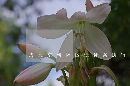 找北京朝阳区债务案执行律师 找北京朝阳区债务案执行律师