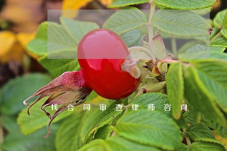 找合同审查律师咨询
