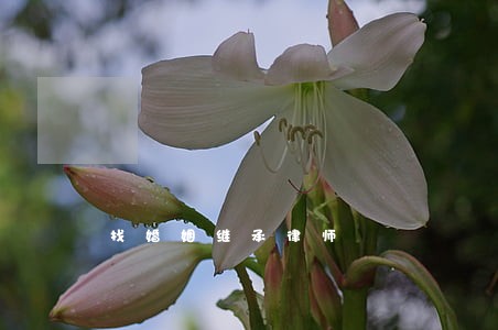 找婚姻继承律师 找婚姻继承律师