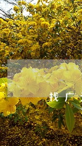 找广元利州刑事案件律师 找广元利州刑事案件律师