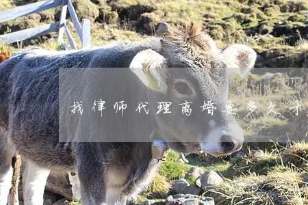 找律师代理离婚要多久才能离婚 找律师代理离婚要多久才能离婚