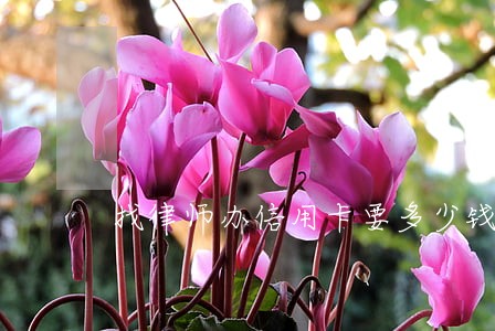 找律师办信用卡要多少钱 找律师办信用卡要多少钱