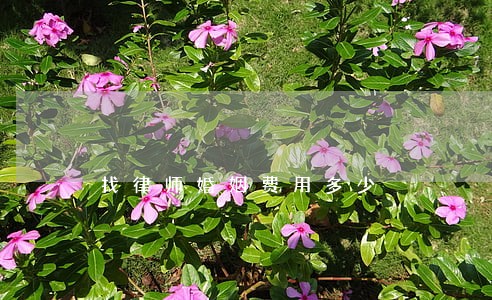找律师婚姻费用多少 找律师婚姻费用多少