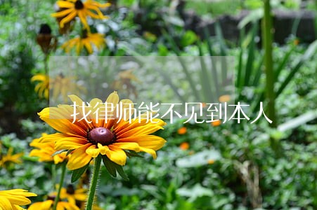 找律师能不见到本人 找律师能不见到本人