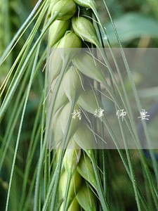 找律师要多少钱一个 找律师要多少钱一个