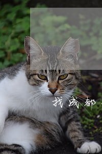 找成都债务案代理律师费用标准 找成都债务案代理律师费用标准