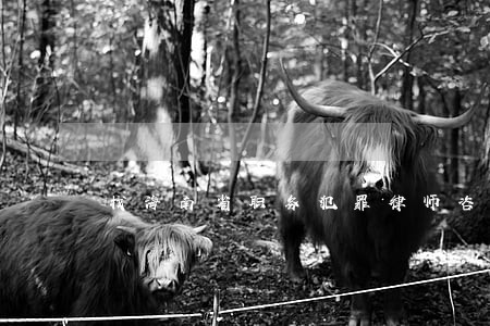 找海南省职务犯罪律师咨询 找海南省职务犯罪律师咨询