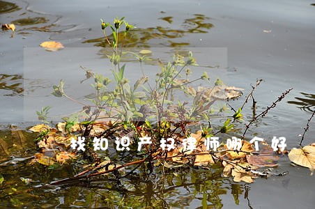 找知识产权律师哪个好 找知识产权律师哪个好
