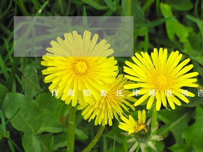 找离婚委托律师电话咨询 找离婚委托律师电话咨询