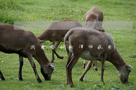 找离婚纠纷律师收费 找离婚纠纷律师收费