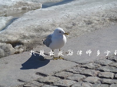 找股权激励律师多少钱 找股权激励律师多少钱