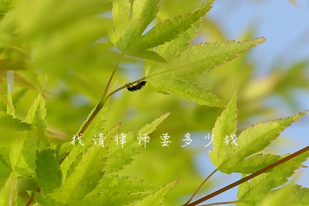 找请律师要多少钱 找请律师要多少钱