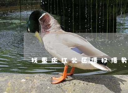 找重庆江北区债权债务律师价格 找重庆江北区债权债务律师价格
