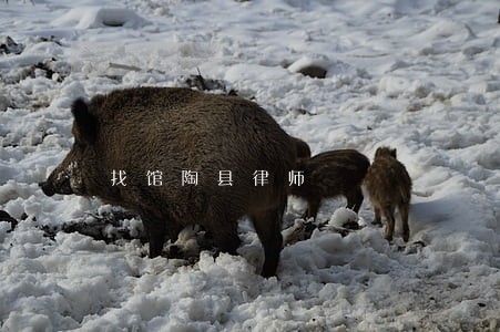 找馆陶县律师
