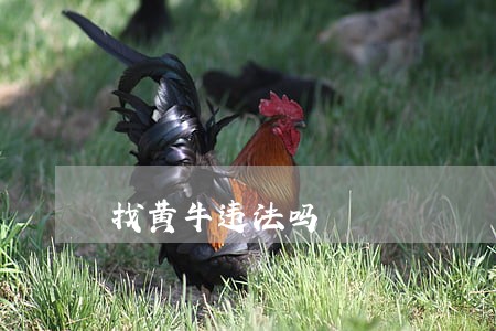 找黄牛违法吗 找黄牛违法吗