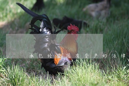 承包经营国有资产的法律意见书