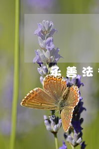 承善法律咨询 承善法律咨询
