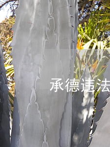 承德违法鸣笛如何认定 承德违法鸣笛如何认定